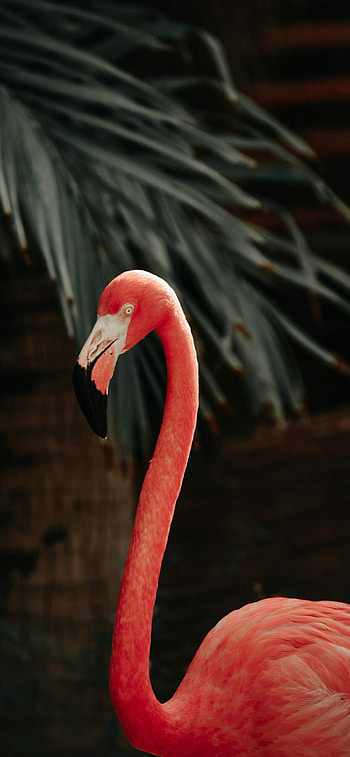 Flamingo , Stunning designs, Vibrant colors, Captivating visuals HD phone wallpaper