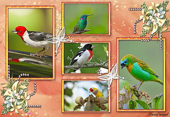 BEAUTIFUL BIRDS, , BEAUTIFUL, FRAMED, BIRD HD wallpaper