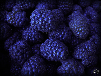 Food, Background, Bilberries, Berries HD wallpaper