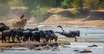 Serengeti National Park, Migration, Home, African HD wallpaper