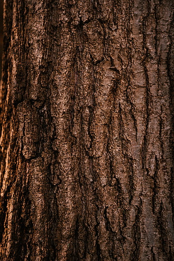 Detailed close-up of a tree bark showing its natural texture and rugged surface. HD phone wallpaper