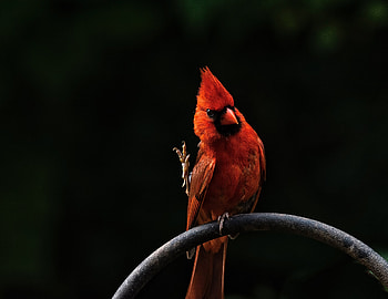 Red Bird Feathers, birds, dark HD wallpaper