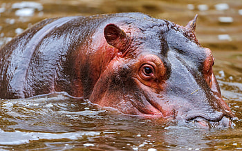 Animals, Water, Muzzle, To Swim, Swim, Hunt, Hunting, Hippopotamus HD wallpaper