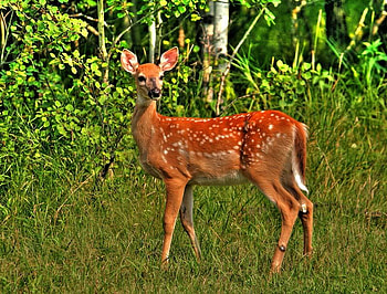Fawn, trees, grass, deer HD wallpaper