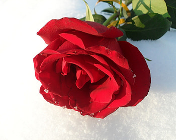 Red Rose on Snow, white, leaves, petals, flower, snow, beautiful, thorns, bloom HD wallpaper