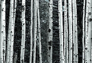 Aspens Trunks, trees, nature, forest, field HD wallpaper