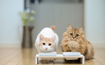 Animals, Cats, Food, Couple, Pair, Bowl, Floors HD wallpaper