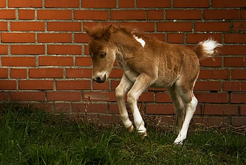 3 DAYS OLD, horse, equine, baby, cute, foal HD wallpaper