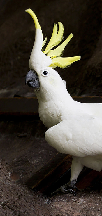 Cockatoo, Animals, Top , Cockatoo HD phone wallpaper