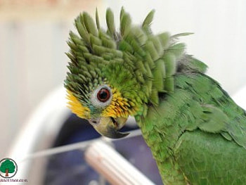 adi, birds, animals HD wallpaper