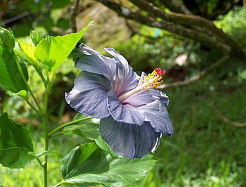 Purple Hibiscus, purple, hibiscus, close up, flower HD wallpaper