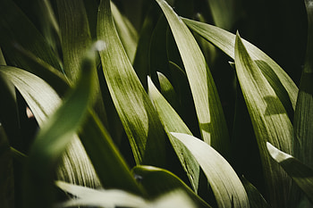 Big, green grass, flora HD wallpaper