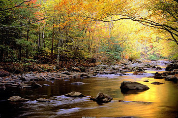 Beautiful Stream , golden, trees, autumn, beautiful, nature, rocks, forest, stream HD wallpaper