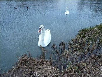cygne, birds, france, animals HD wallpaper