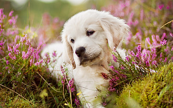 Puppy, dog, animal, white, cute, golden retriever, summer, pink, flower, green, caine HD wallpaper