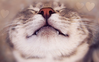 Animals, Cat, Muzzle, Close-Up, Smile, Nose HD wallpaper
