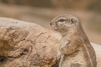 Animals, Muzzle, Rodent, Prairie Dog, Meadow Dog HD wallpaper