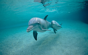 Animals, Dolfins HD wallpaper