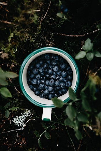 Food, Grass, Leaves, Bilberries, Cup, Berry, Mug HD phone wallpaper