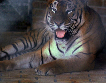 Tiger, tigers, animals HD wallpaper