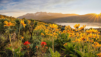 Spring Wildflowers in the Wasatch Back, Utah, hills, blossoms, landscape, clouds, sky, usa, lake HD wallpaper