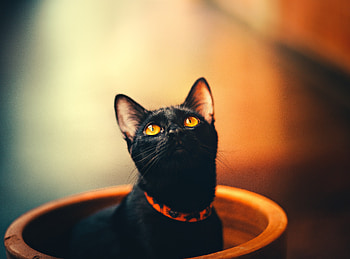 Cute, feline, yellow eyes, cat, black HD wallpaper