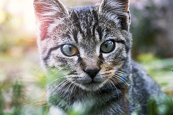 Cat, muzzle, feline, pet animal HD wallpaper