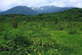 Landscape, Nature, Flowers, Trees, Mountains, Bush HD wallpaper