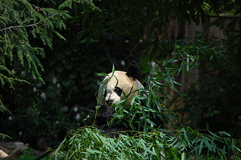 Animals, Leaves, Animal, Bamboo, Panda HD wallpaper