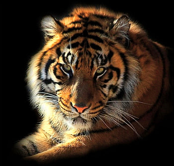 Beauty and might, stripes, power, tiger, black white, black background, hunter, gold HD wallpaper