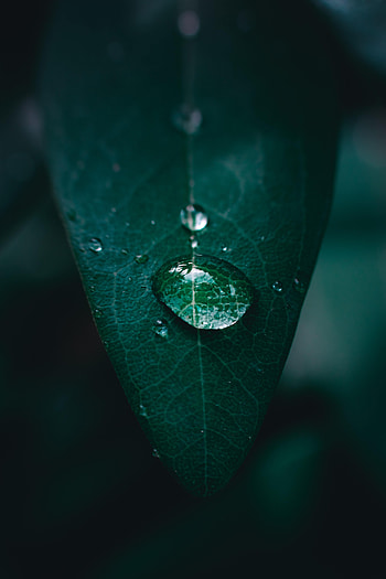 Water, Macro, Sheet, Leaf, Drop HD phone wallpaper