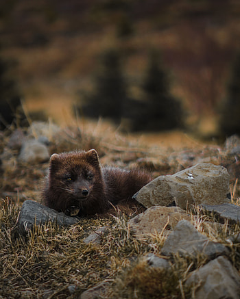 Animals, Lies, Wildlife, Arctic Fox, Polar Fox HD phone wallpaper