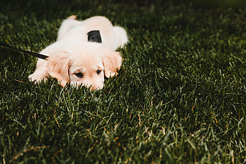 Animals, Grass, Lies, Dog, Puppy, Golden Retriever HD wallpaper