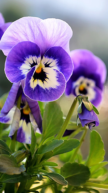 Flowers , Pansy Flower HD phone wallpaper