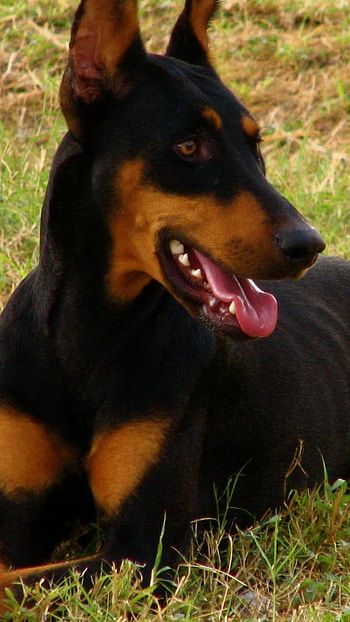 Doberman Dog, Pet Animals HD phone wallpaper