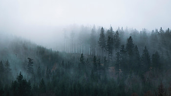 Mist, sunrise, forest HD wallpaper