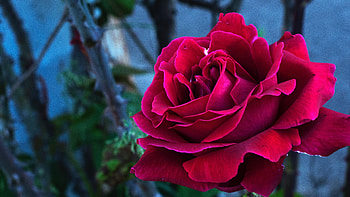 Flowers, Rose Flower, Rose, Petals, Bud HD wallpaper