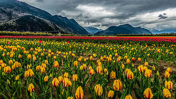 Tulips, spring, blossoms, hills, clouds, colors, landscape, sky HD wallpaper