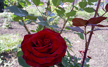 Plants, Flowers, Roses HD wallpaper