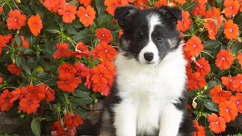 Stunning visuals, resolution, Mobile screensaver HD wallpaper