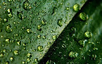 Leaves, Drops, Macro, Surface, Moisture HD wallpaper