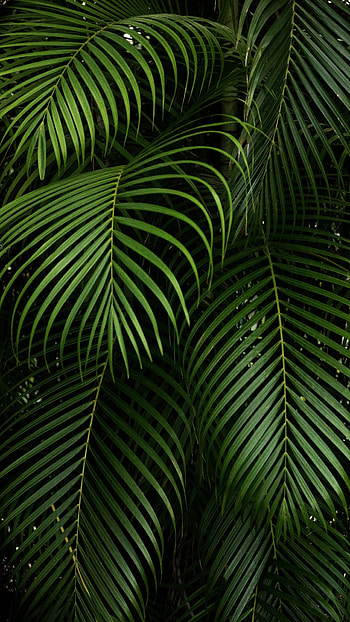 Areca palm, Go Green HD phone wallpaper