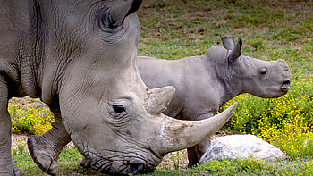 Mammals San Diego Zoo, Animal conservation, Wildlife education, Zoo and wildlife park HD wallpaper