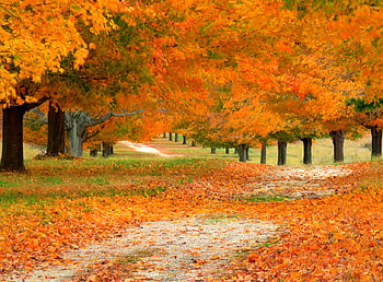 Autumn Trees, trees, autumn, beautiful HD wallpaper