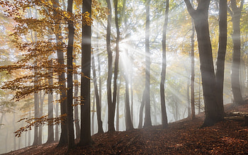 Sunbeams in Forest, trees, sunbeams, autumn, forest HD wallpaper
