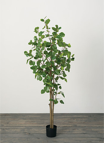Lush eucalyptus foliage, Potted eucalyptus tree, Home dcor, Wayfair's offering HD phone wallpaper