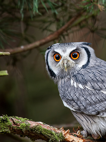 White faced shovel owl, Predatory gaze, , Captivating ry HD phone wallpaper