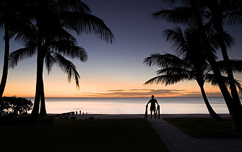 Silhouette, sandy, tropical, florida, nature, palm trees, ocean, beach HD wallpaper