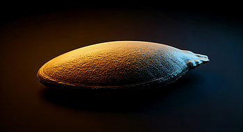 Close-Up of a Single Pumpkin Seed, close-up, macro, food HD wallpaper