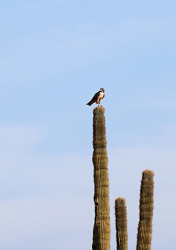 Animals, Sky, Bird, Predator, Falcon, Cactus HD phone wallpaper